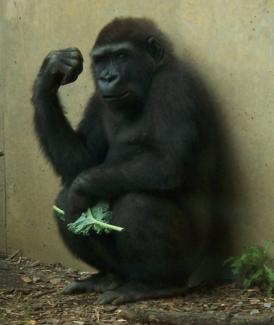 Western Lowland Gorilla