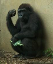 Western Lowland Gorilla